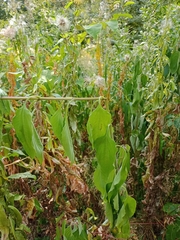 Helianthus tuberosus