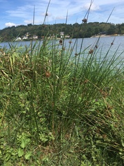 Cyperus longus
