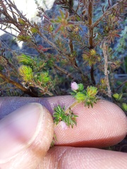 Erica parviflora
