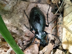 Carabus coriaceus