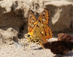 Myscelus amystis hages