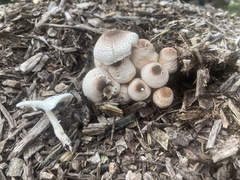 Leucoagaricus meleagris