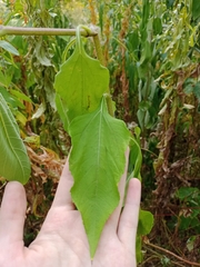 Helianthus tuberosus