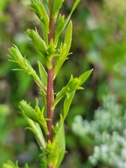 Solidago simplex