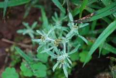 Gnaphalium uliginosum