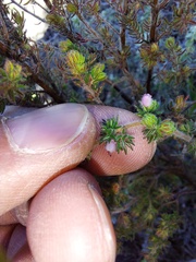 Erica parviflora