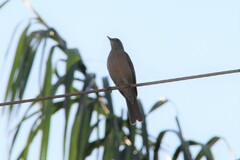 Turdus leucomelas