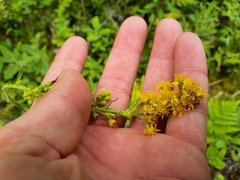 Solidago puberula