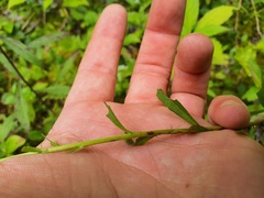 Solidago puberula