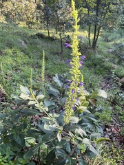 Salvia mexicana