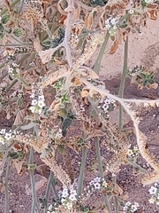 Heliotropium europaeum