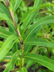 Solidago simplex