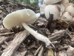 Leucoagaricus meleagris