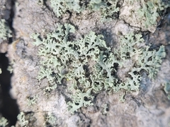 Physcia millegrana