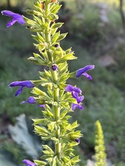 Salvia mexicana