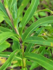 Solidago simplex