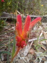 Anigozanthos humilis