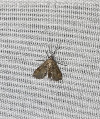 Cataclysta lemnata