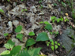 Cypripedium acaule