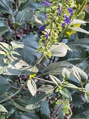 Salvia mexicana