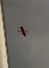 Ozophora picturata