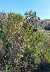 Leucadendron macowanii