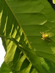 Araniella
