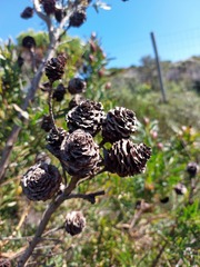 Leucadendron macowanii