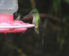 Heliodoxa imperatrix