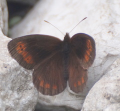 Erebia pronoe