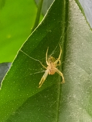 Araniella
