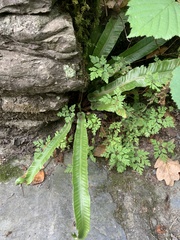 Asplenium scolopendrium