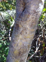 Leucadendron macowanii