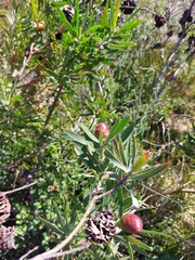 Leucadendron macowanii