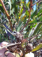 Leucadendron macowanii