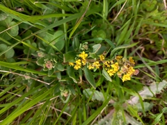 Tetragonia fruticosa