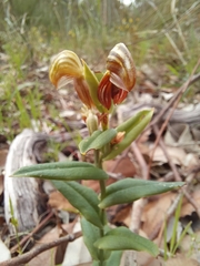 Pterostylis sanguinea