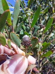 Leucadendron macowanii