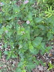 Lantana × strigocamara