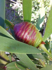Leucadendron macowanii