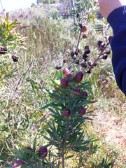Leucadendron macowanii