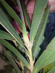 Leucadendron macowanii