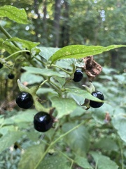 Atropa belladonna