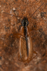Agonum nigriceps