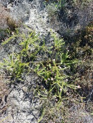 Diastella divaricata divaricata