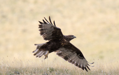 Buteo hemilasius