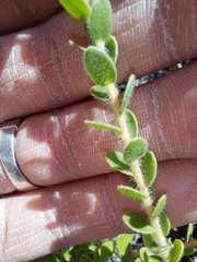 Diastella divaricata divaricata