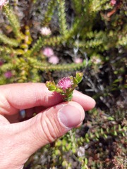 Diastella divaricata divaricata