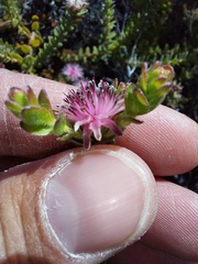 Diastella divaricata divaricata