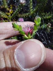 Diastella divaricata divaricata